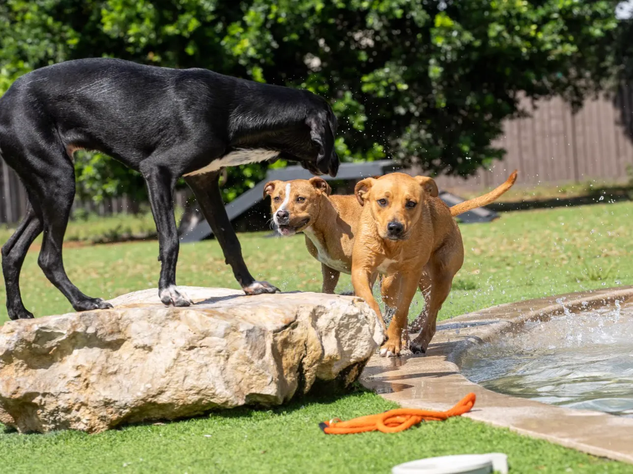 Dogs playing on a rock beside a water feature